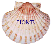 scallop7.gif