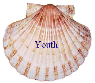 scallop2.gif